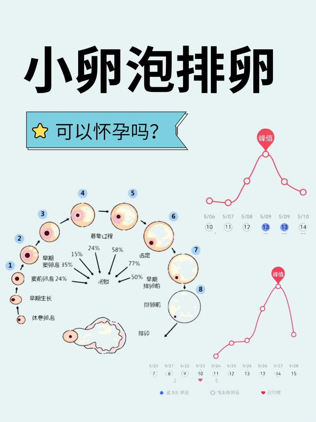 小卵泡也会排❓可以怀孕吗❓