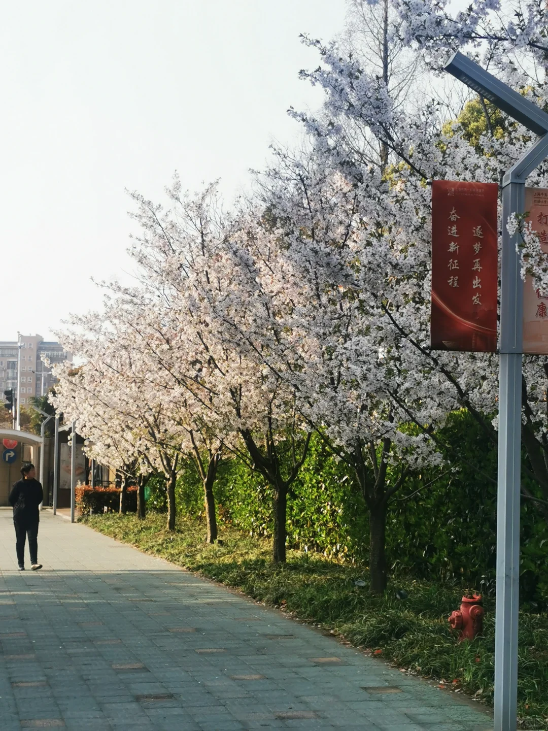 过去一周我评估过的高风险药物,提供试管代孕