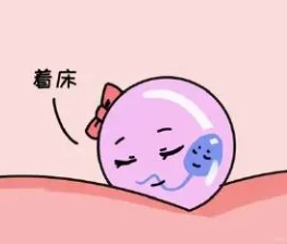 为什么只有40%的胚胎能着床？,供卵代怀助孕机构