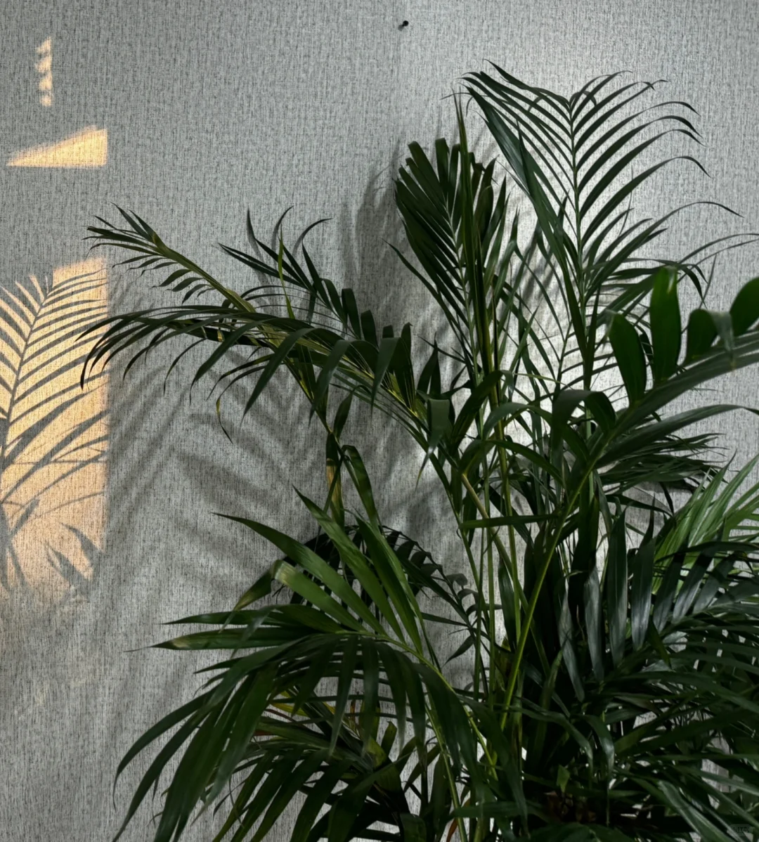 放弃试管一身轻